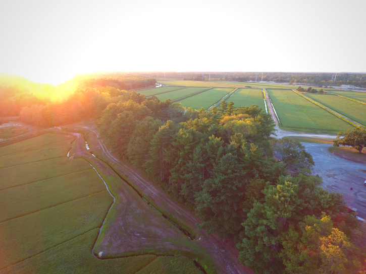 sunset over bogs